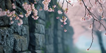 卢花这首歌究竟是哪个年代的歌？