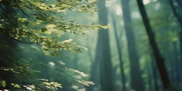 听风的歌MV出自哪部电影？