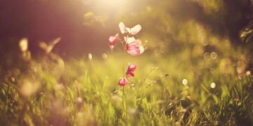 暖阳下一芬芳究竟是哪首歌？